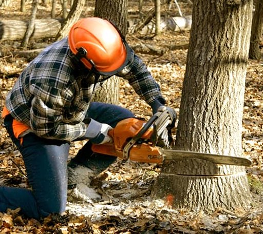 Tree Removal in Roaring Gap, NC